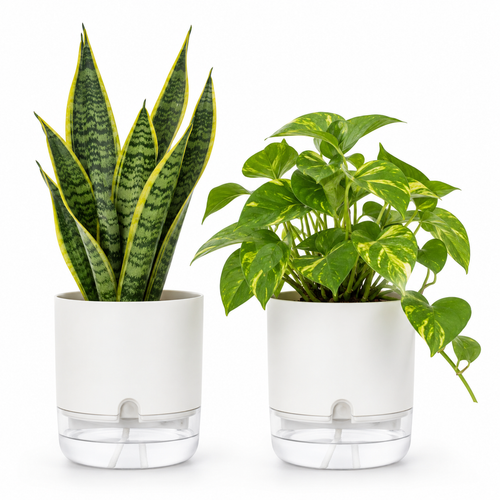 2-Plant Starter Combo — Oxygen Ghar