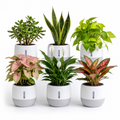 6-Plant Mega Home Combo — Oxygen Ghar