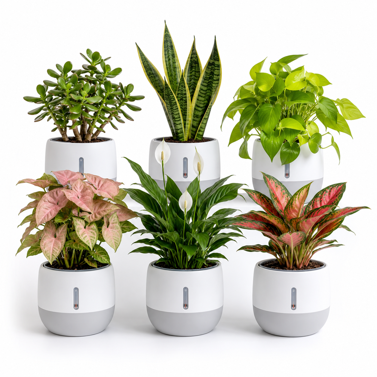6-Plant Mega Home Combo — Oxygen Ghar