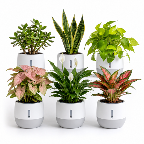 6-Plant Mega Home Combo — Oxygen Ghar
