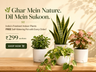 Jade Plant with Self-Watering Pot | Good Luck Vastu Plant | Oxygen Ghar