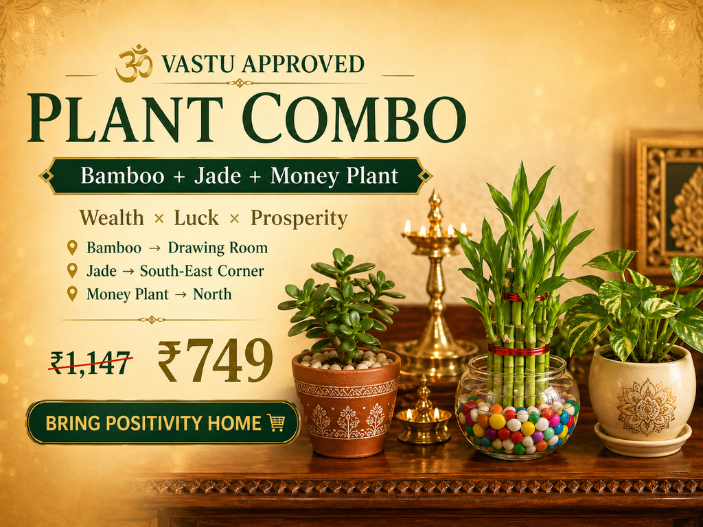 Jade Plant with Self-Watering Pot | Good Luck Vastu Plant | Oxygen Ghar
