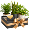 Corporate Gifting