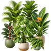 Large Plants