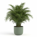 Areca Palm Plant with Self-Watering Pot | Natural Air Purifier Humidifier | Oxygen Ghar - image 1