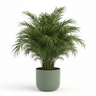 Areca Palm Plant with Self-Watering Pot | Natural Air Purifier Humidifier | Oxygen Ghar
