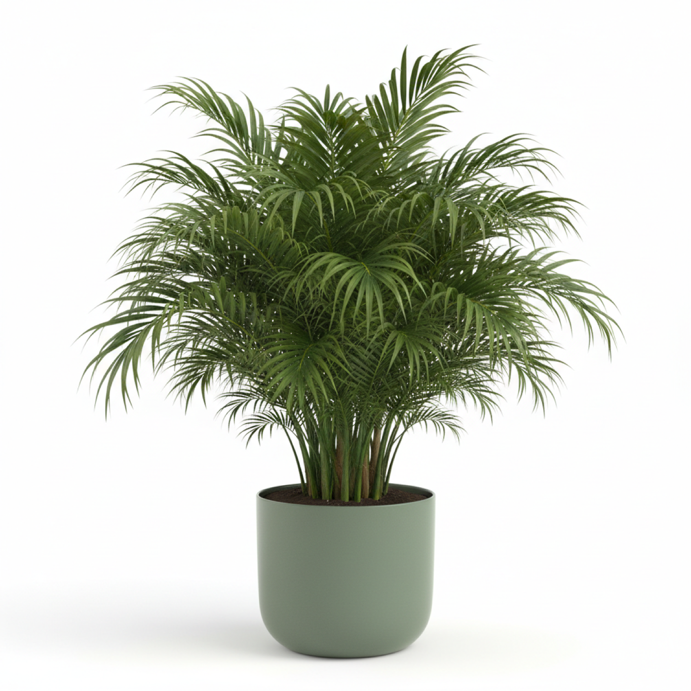 Areca Palm