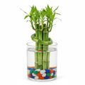 Lucky Bamboo 2-Layer in Glass Pot | Feng Shui Good Luck Gift | Oxygen Ghar - image 1