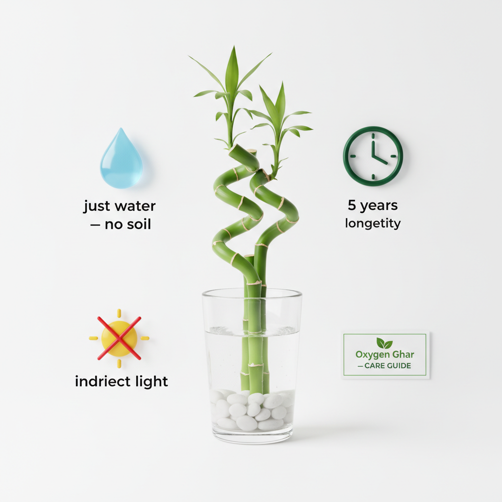 Lucky Bamboo 2-Layer in Glass Pot | Feng Shui Good Luck Gift | Oxygen Ghar - image 4