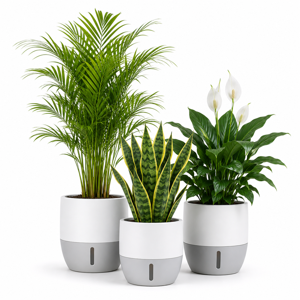 Big Air-Purifier Combo — Oxygen Ghar