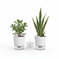 Study Table Plant Combo | Jade + Snake Plant | Focus Booster for Students | Oxygen Ghar - image 1