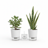 Study Table Plant Combo | Jade + Snake Plant | Focus Booster for Students | Oxygen Ghar