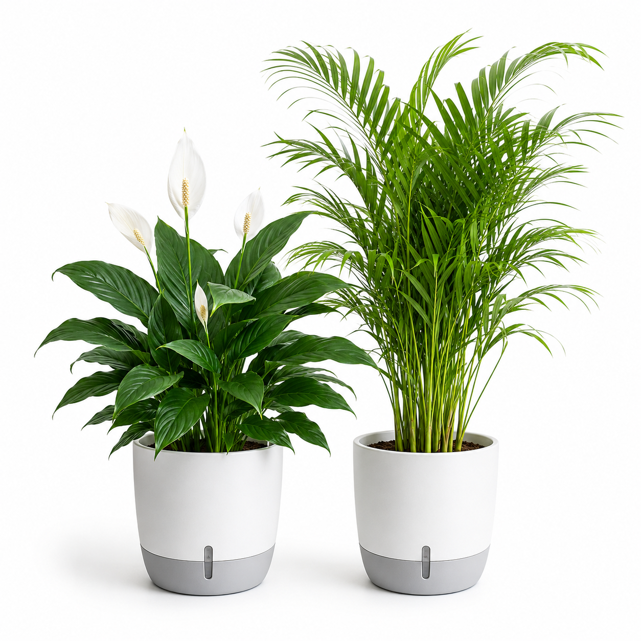 Flowering + Green Duo — Oxygen Ghar
