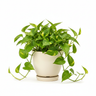 Money Plant Golden with Self-Watering Pot | Vastu Prosperity Plant | Oxygen Ghar