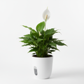 Peace Lily Plant with Self-Watering Pot | Flowering Air Purifier Indoor | Oxygen Ghar - image 1
