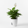 Peace Lily Plant with Self-Watering Pot | Flowering Air Purifier Indoor | Oxygen Ghar
