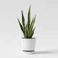 Snake Plant Sansevieria in self-watering pot Oxygen Ghar