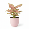 Syngonium Pink Plant with Self-Watering Pot | Trending Indoor | Oxygen Ghar